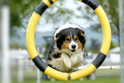 Agility på Karlskrona Brukshundklubb